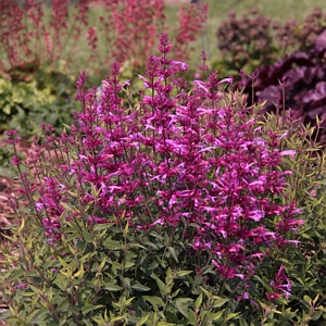 Agastache Rosie Posie